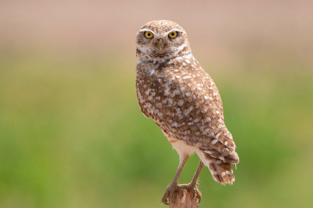 (A Few) Arizona Owls&nbsp;🌙✨