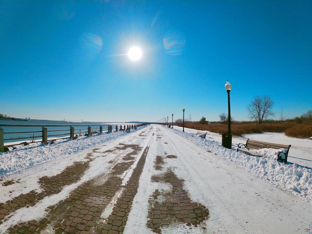 American Robins at Liberty State Park 🗽 (New&nbsp;Jersey)