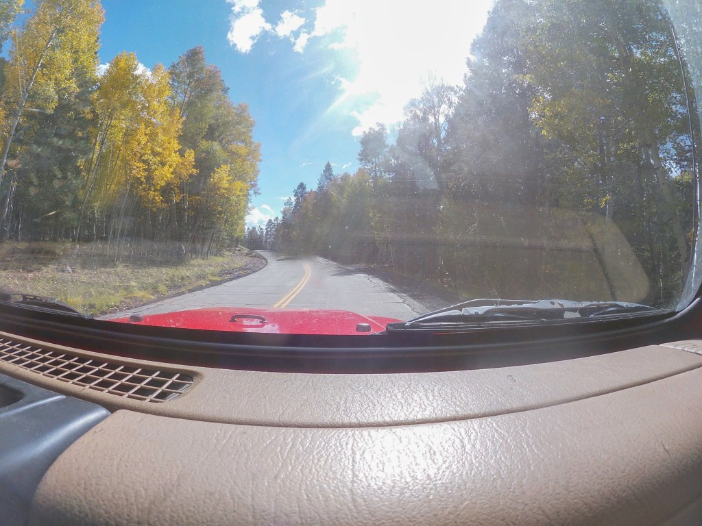 Fall Leaves and a White-breasted Nuthatch 🍁 (Flagstaff,&nbsp;AZ)