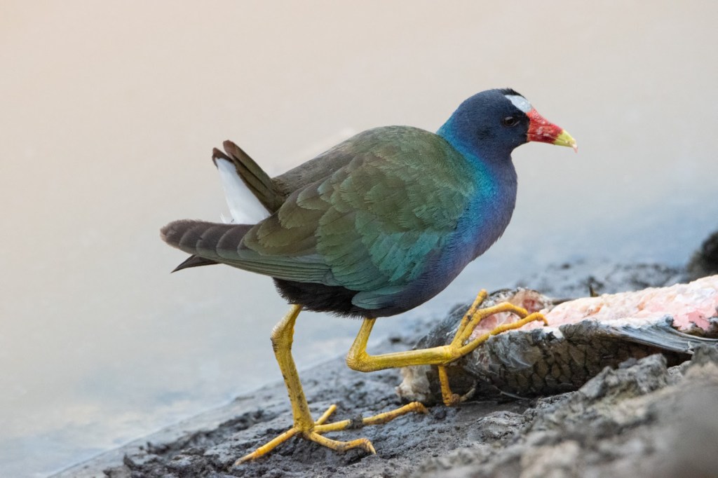 Purple Gallinule at Pipe Creek Wildlife Area (Sandusky,&nbsp;OH)