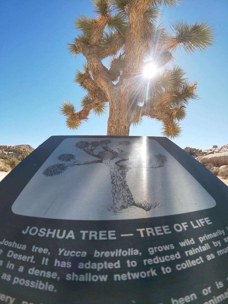 Birding Joshua Tree National Park (Joshua Tree,&nbsp;CA)