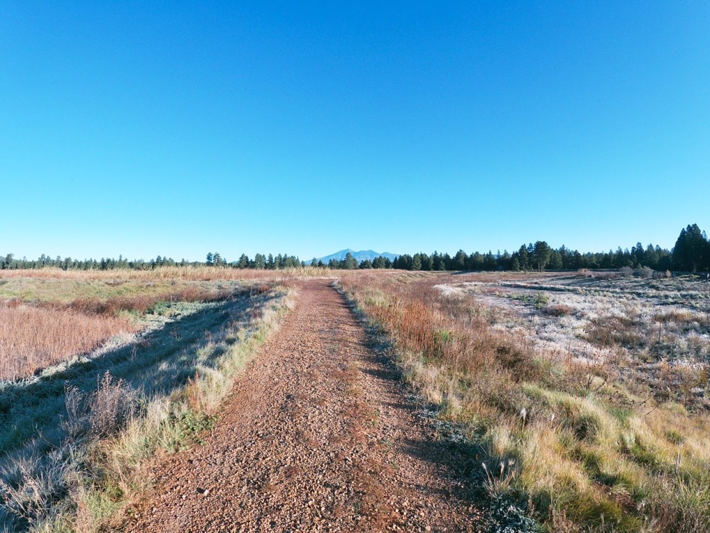Young Pie-billed Grebe at Kachina Wetlands Preserve (Flagstaff,&nbsp;AZ)