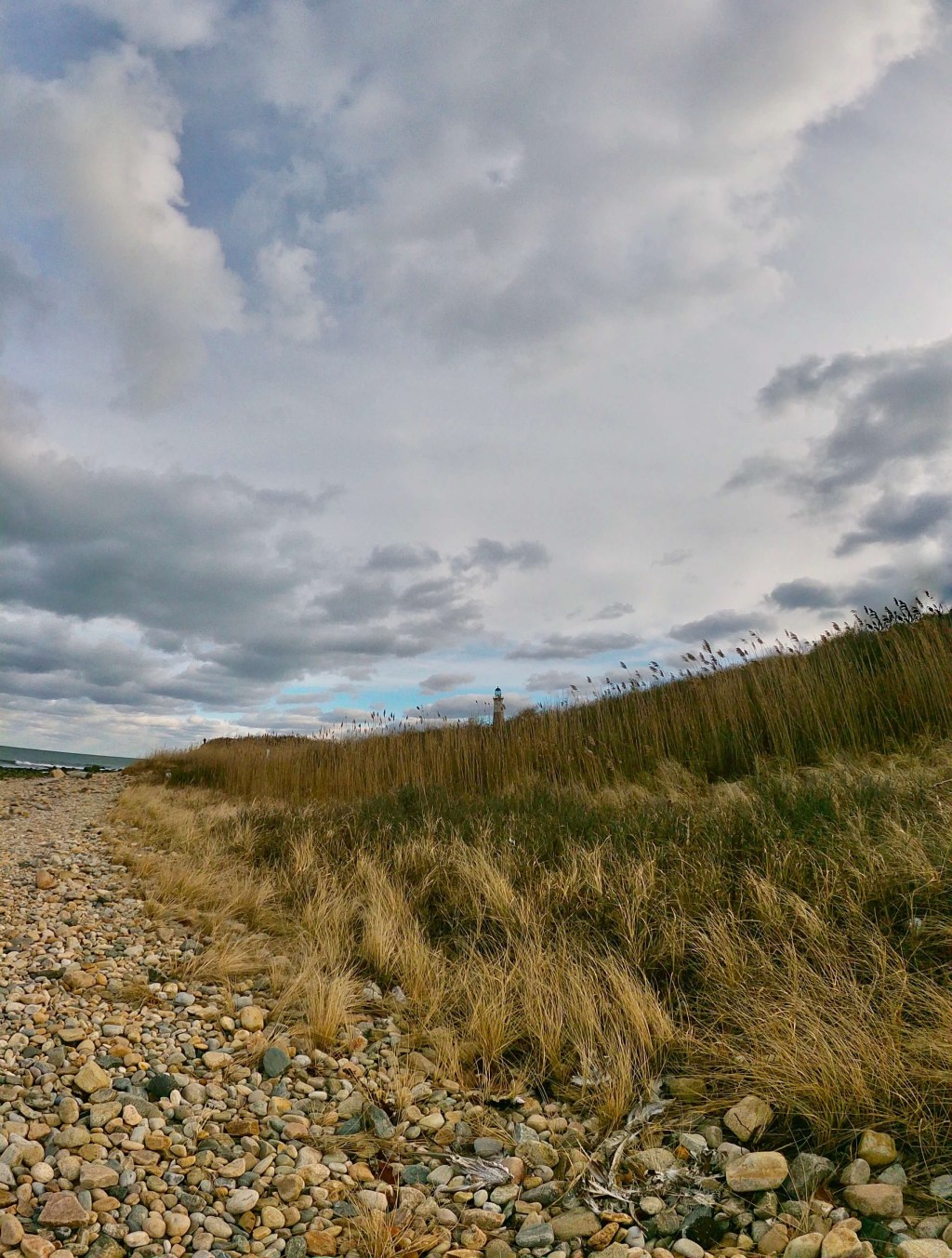 Birdin’ the Hamptons: Common Eider in Montauk,&nbsp;NY