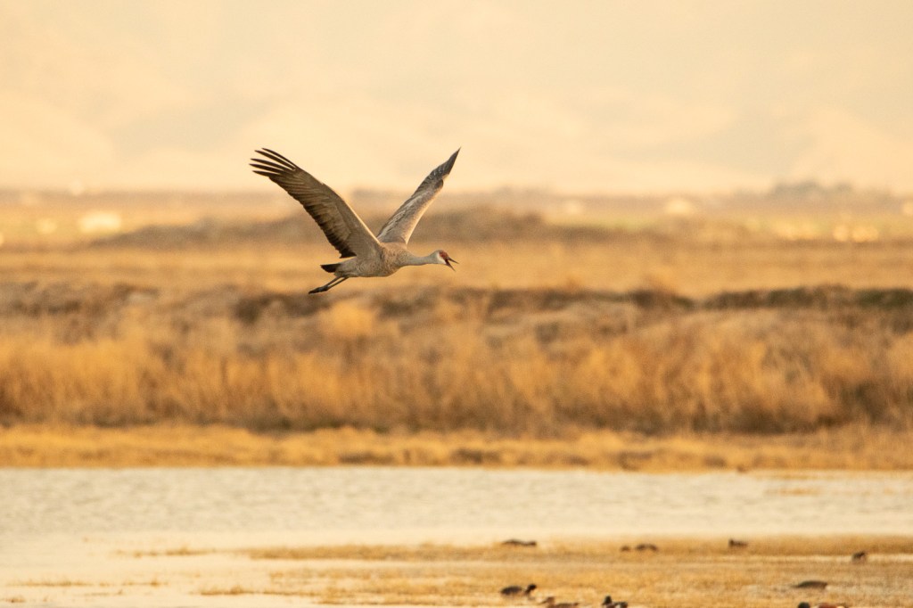 Sandhill Cranes and a Chihuahuan Meadowlark at Golden Hour 🌅 (Willcox,&nbsp;AZ)