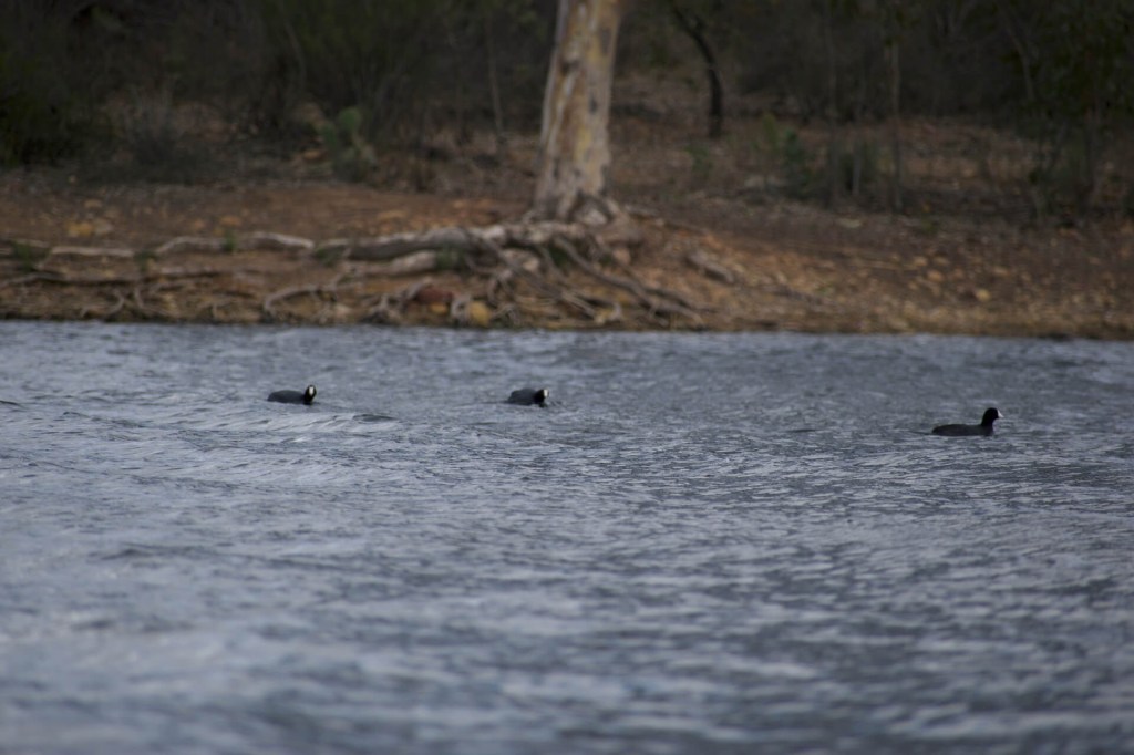 San Diego Lake Crawl: Lake Murray, Santee Lakes, Lindo&nbsp;Lake