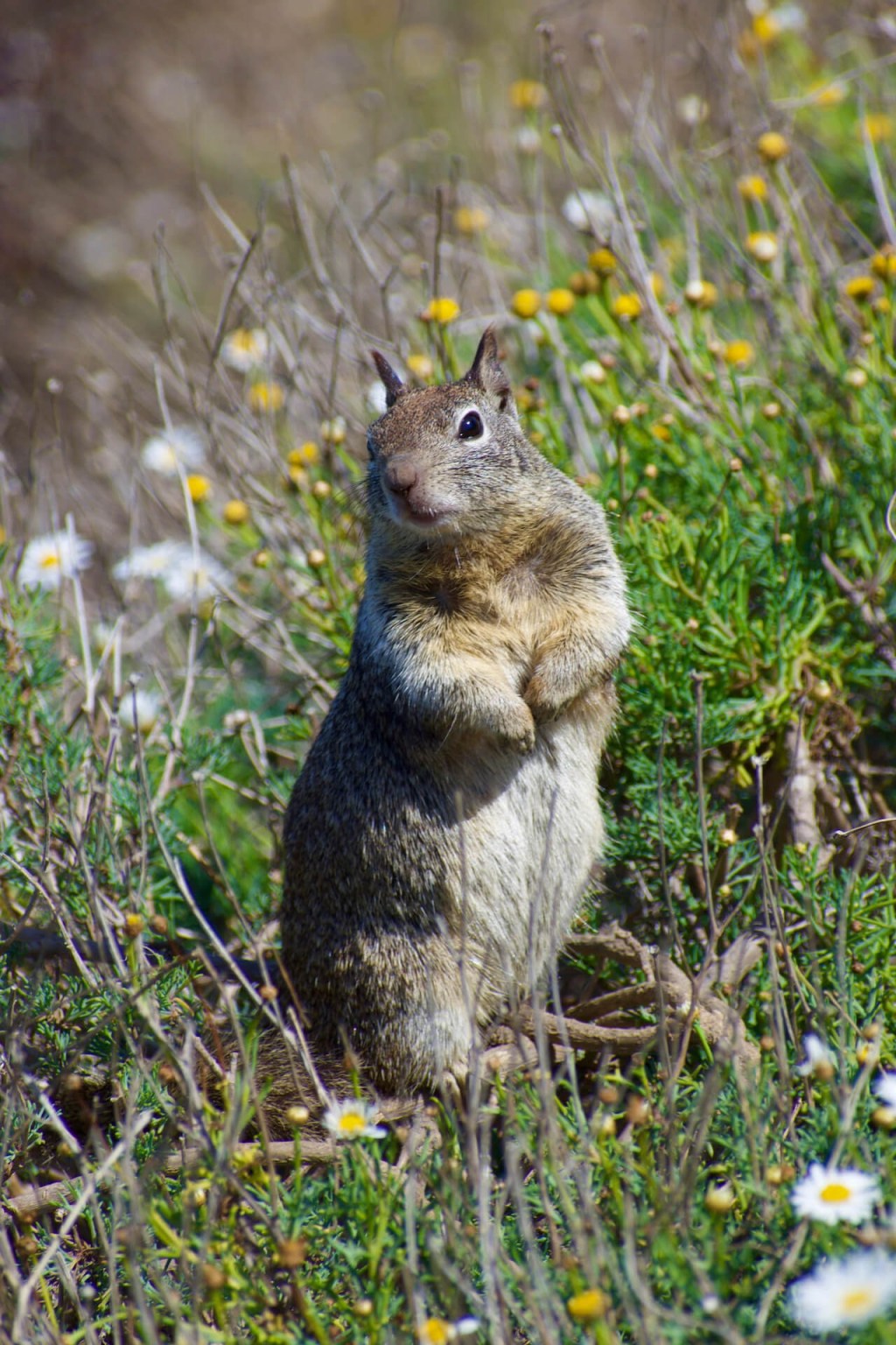Springtime Birdwatching in La Jolla Cove 🌸 (San Diego,&nbsp;CA)