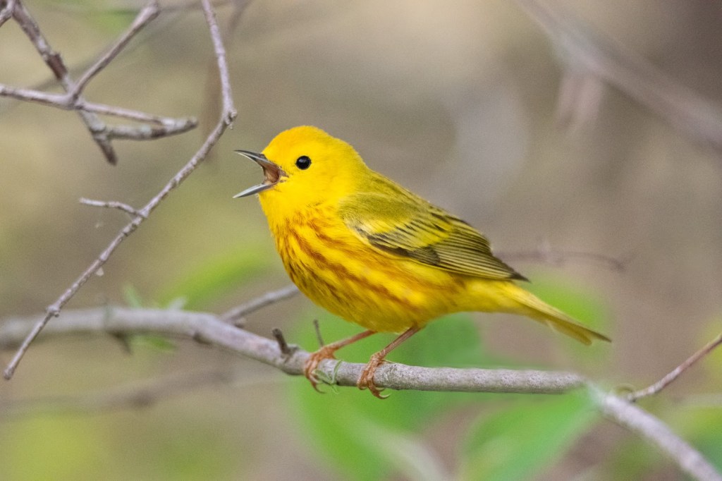 The Biggest Week in American Birding (Magee Marsh Wildlife Area – Oak Harbor,&nbsp;OH)