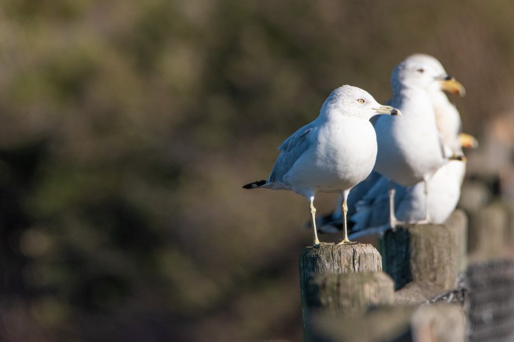 Birding Lake Los Carneros (Santa Barbara,&nbsp;CA)