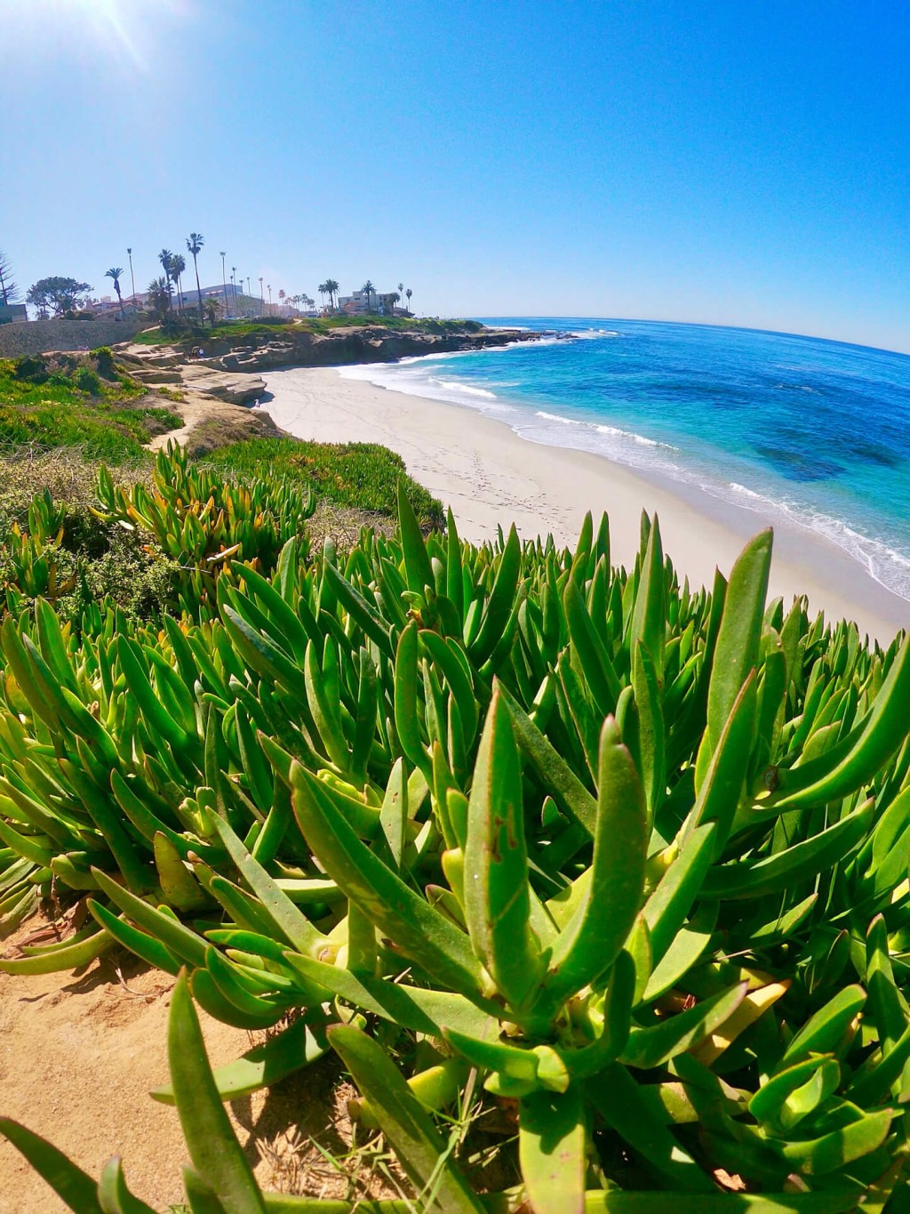 Breeding Brown Pelicans in La Jolla (San Diego,&nbsp;CA)