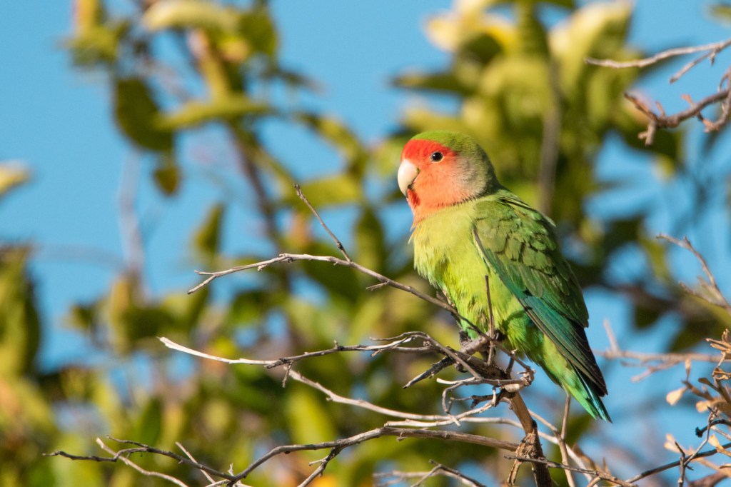 Rosy-faced Lovebirds in Scottsdale, AZ ❤️&nbsp;🦜