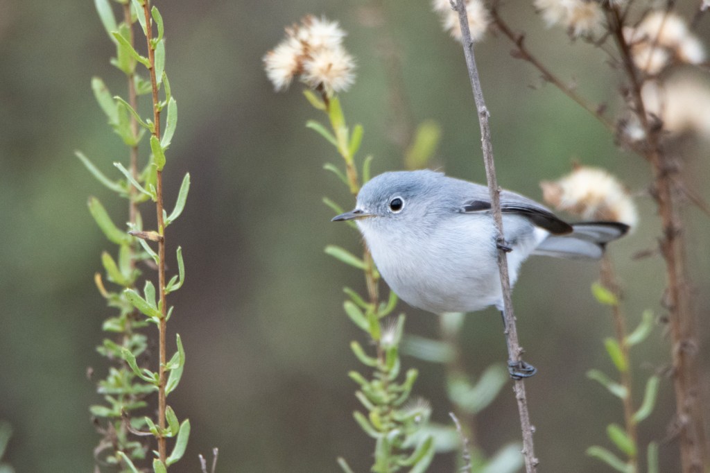Birdwatching at Colorado Lagoon in Long Beach, CA&nbsp;(LBC)