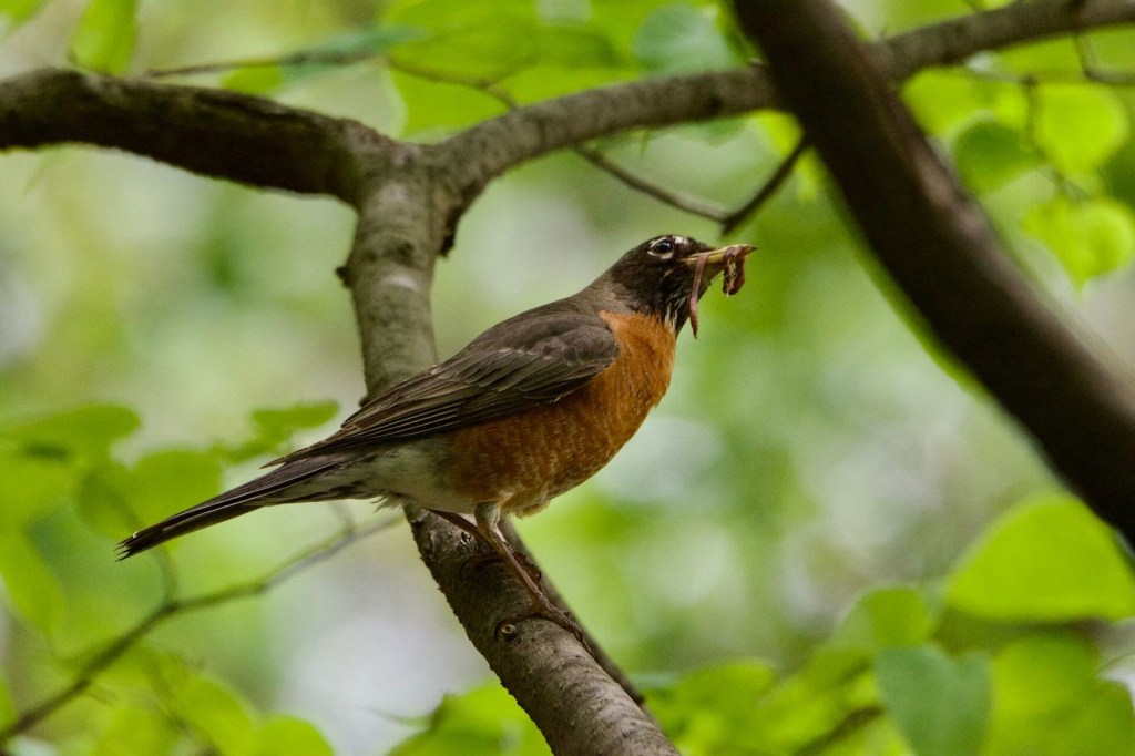 Birdin’ in Brooklyn: A Day at Prospect Park (New York,&nbsp;NY)