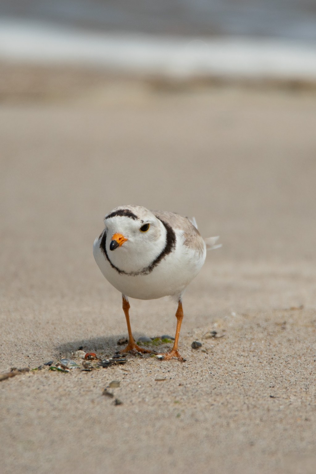 Shorebirds at Breezy Point Beach (New York,&nbsp;NY)