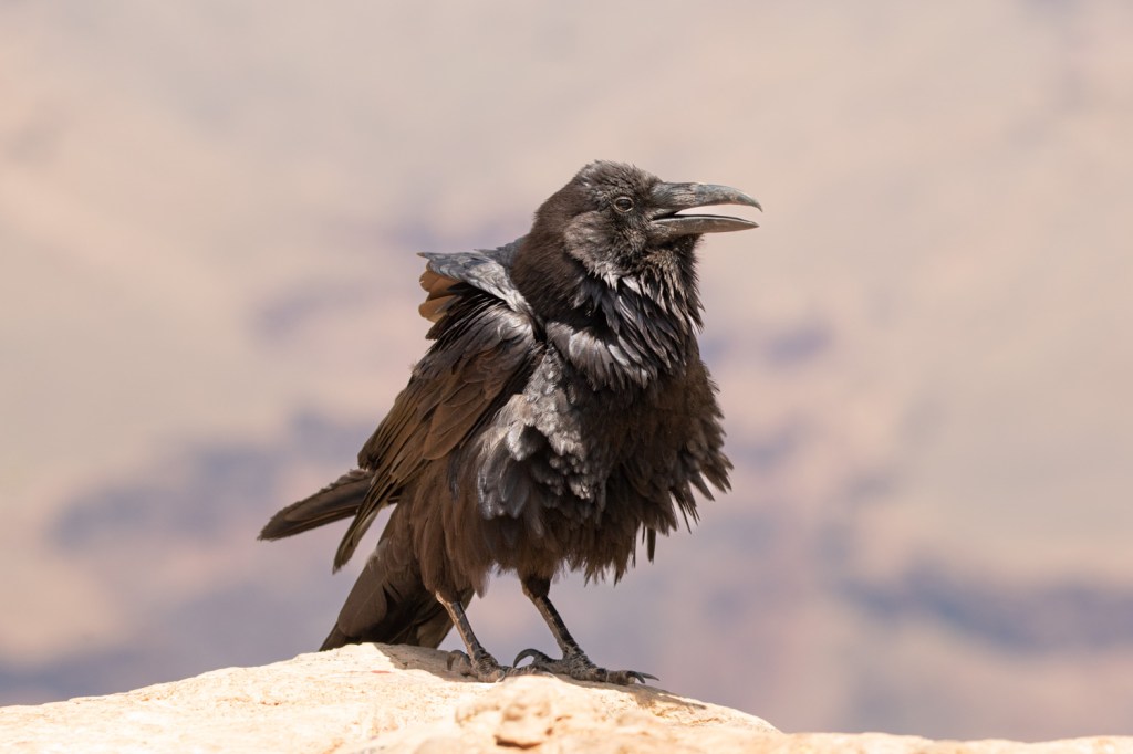 Summertime Birding 🌞: Common Raven at the Grand&nbsp;Canyon