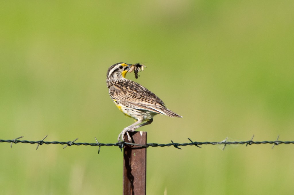 Grassland Birds at Ninepipe Wildlife Management Area&nbsp;(Montana)
