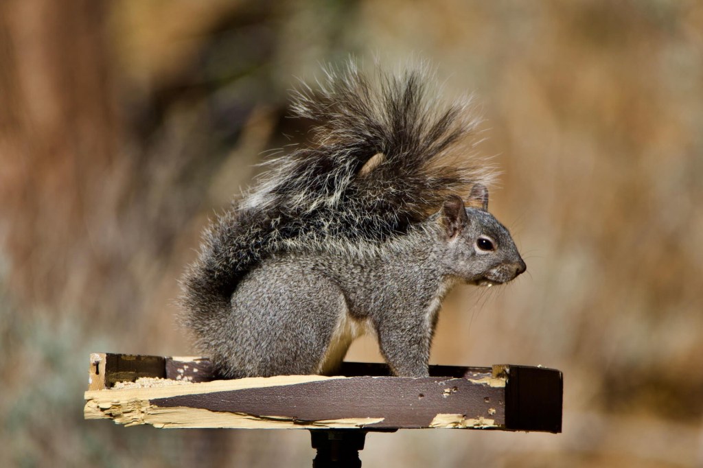 Birding LA: Angeles National Forest (Chilao Visitor&nbsp;Center)