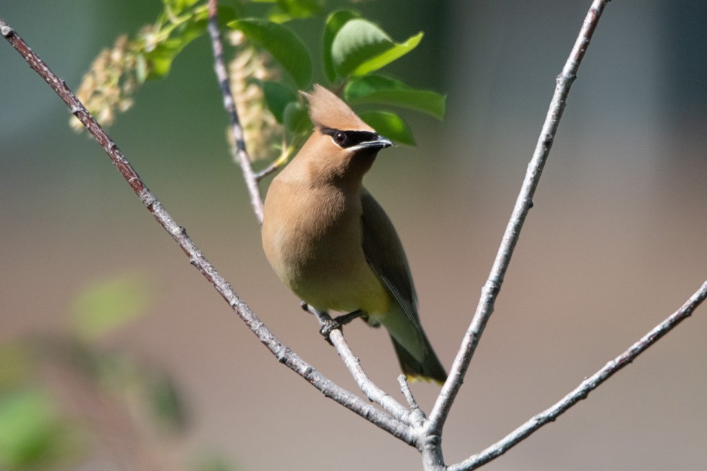 Birdin’ on a Bike in Missoula, MT (Riverfront&nbsp;Trail)