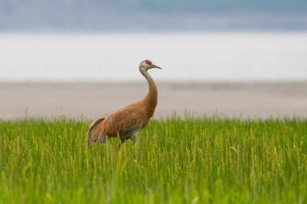 Birding in Hope,&nbsp;Alaska