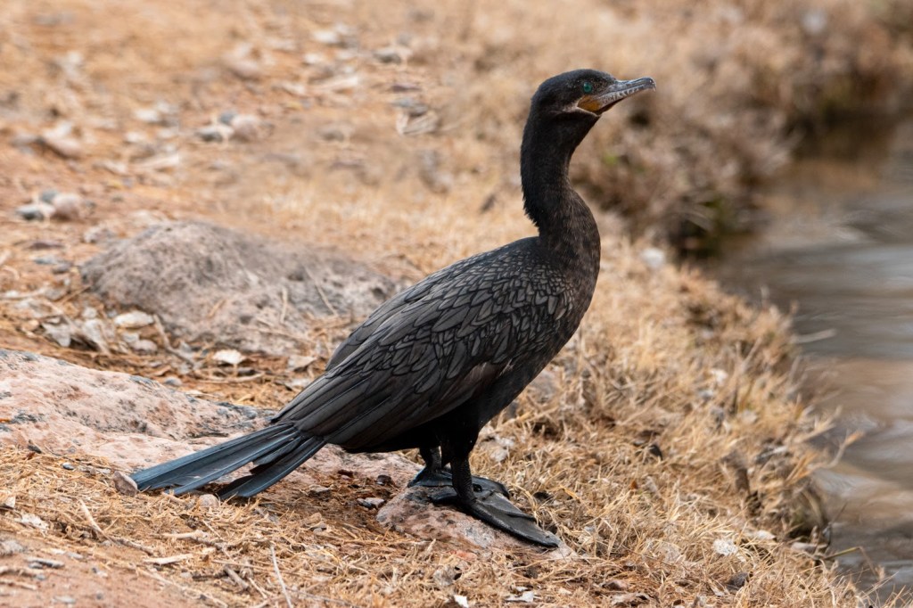 Birding Dead Horse Ranch State Park (Cottonwood,&nbsp;AZ)