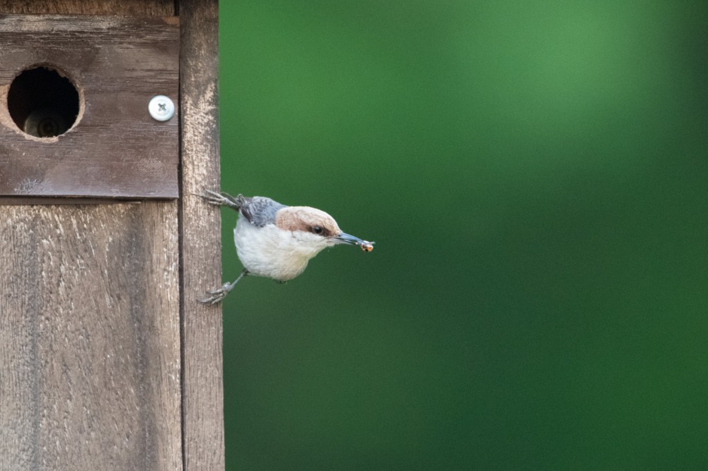 A Brown-headed Nuthatch in Texas (Gladewater Lake,&nbsp;TX)