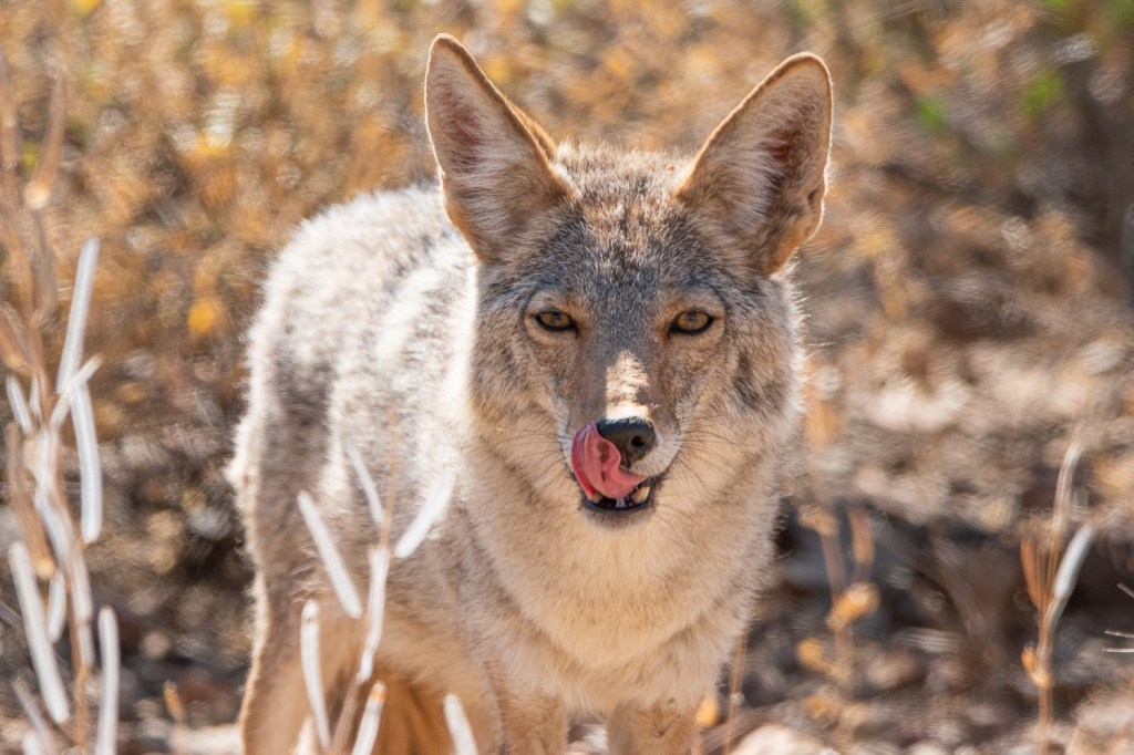 Coyotes and a Crested Caracara in the Sonoran Desert 🌵🌸 (Tucson,&nbsp;AZ)